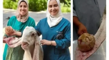 يزن كيلو جرام.. عملية نادرة لاستئصال ورم ضخم من أذن تيس في جامعة القاهرة 1